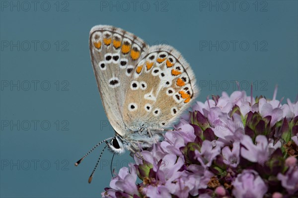 Chalkhill blue (Polyommatus coridon)