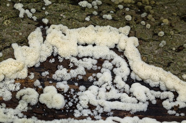 Antler-shaped slime fungus (Ceratiomyxa fruticulosa)