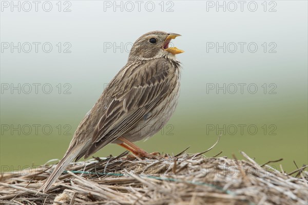 Corn bunting (Emberiza calandra)