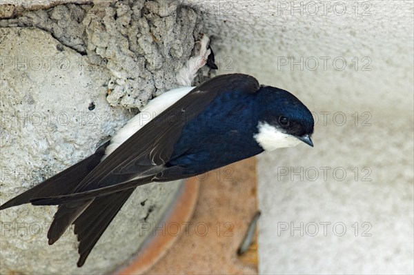 Common house martin (Delichon urbicum)