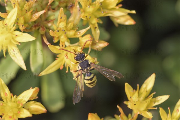 Belt wasp bee (Nomada succincta) (floriferum) (Sedum) Weihenstephan Gold