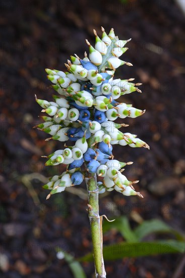 Aechmea angustifolia