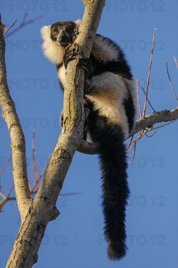 Black and white ruffed lemur (Varecia variegata)