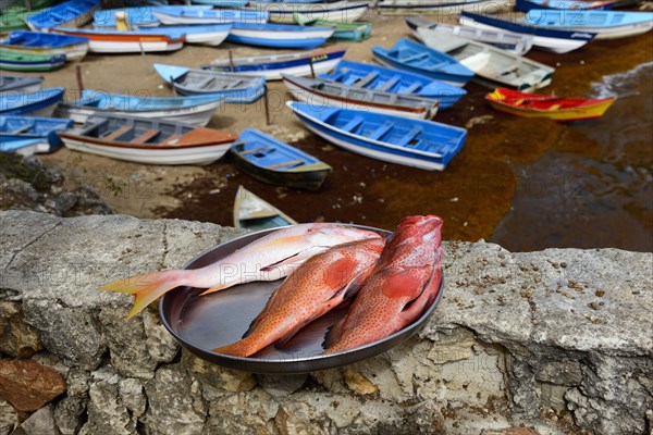 Fish for sale