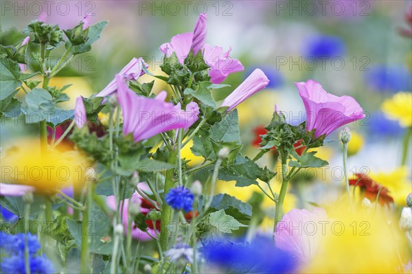 Cup mallow (Malva trimestris)