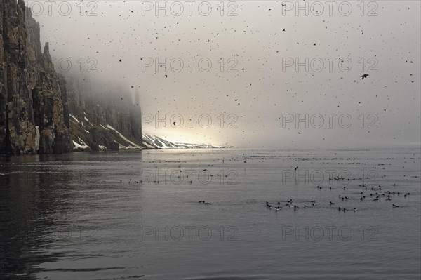 Thick-billed murre (Uria lomvia) or guillemot colony