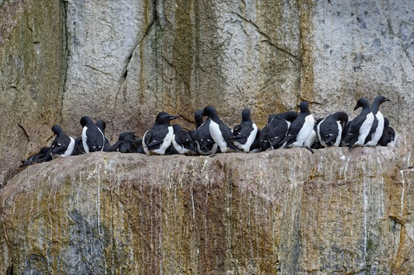 Thick-billed murre (Uria lomvia) or guillemot colony