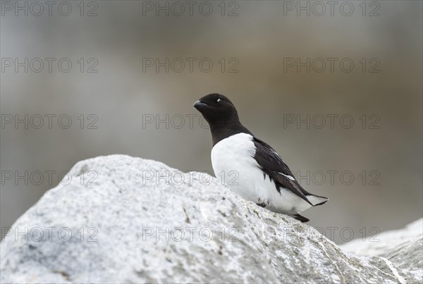 Thick-billed Murre (Uria lomvia) or Brunnich's Gryllteiste on rocks