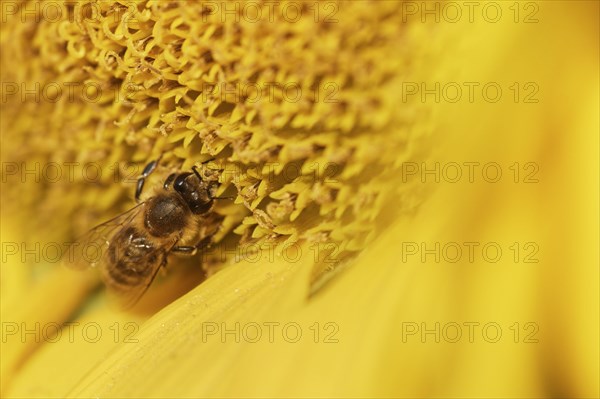 Honey bee (Apis mellifera) on sunflower (Helianthus annuus)