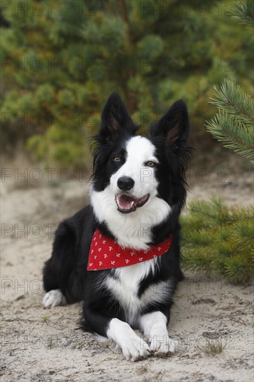 Border Collies