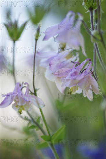 Columbine (Aquilegia vulgaris)