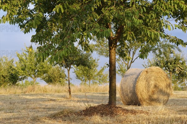 Hay bales in meadow orchard