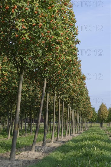 Swedish whitebeam (Sorbus intermedia) in tree farm