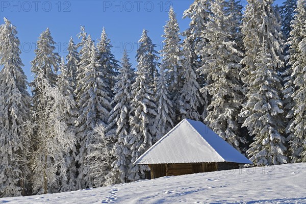 Snow-covered fir trees with barn