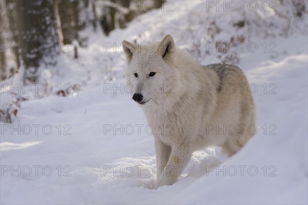 Arctic wolf (Canis lupus arctos)