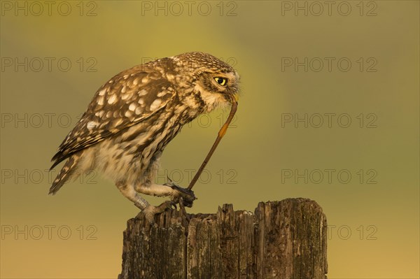 Little owl (Athene noctua)