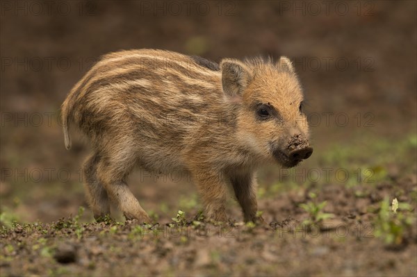 Wild Boar (Sus scrofa)