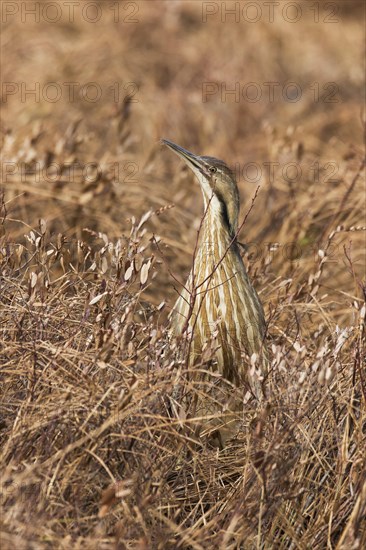 American bittern (Botaurus lentiginosus)