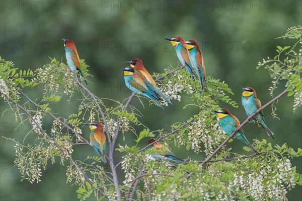 European bee-eaters (Merops apiaster)