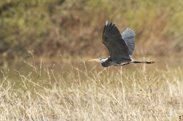 Great Blue Heron in flight (Ardea herodias)
