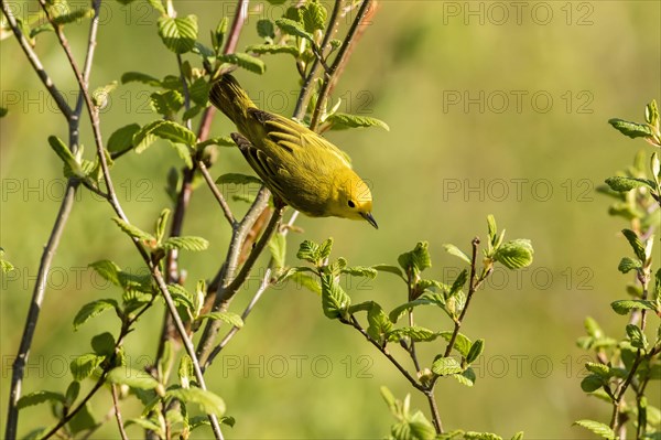 Yellow Warbler