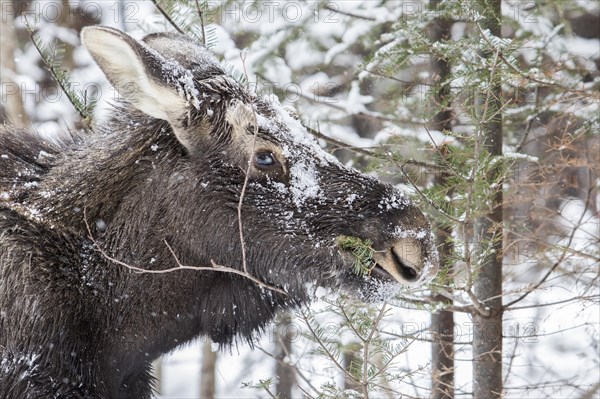 Elk