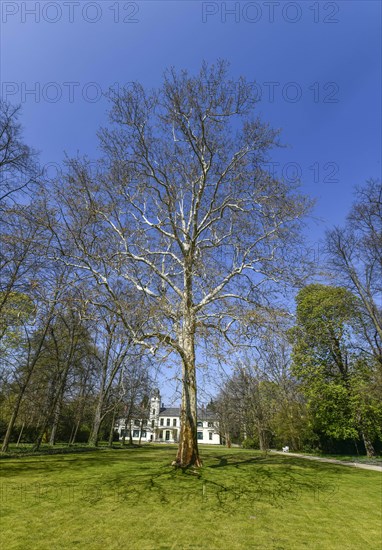 London planetree (Platanus acerifolia) Garden