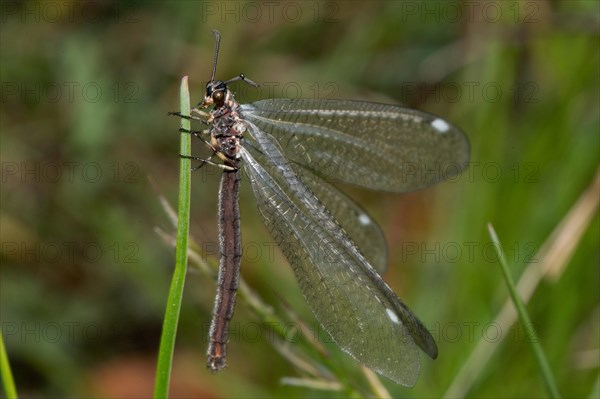 Common antlion (Myrmeleon formicarius)