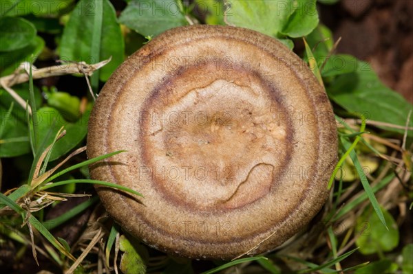 Fire-milk (lactarius) (Lactarius pyrogalus)