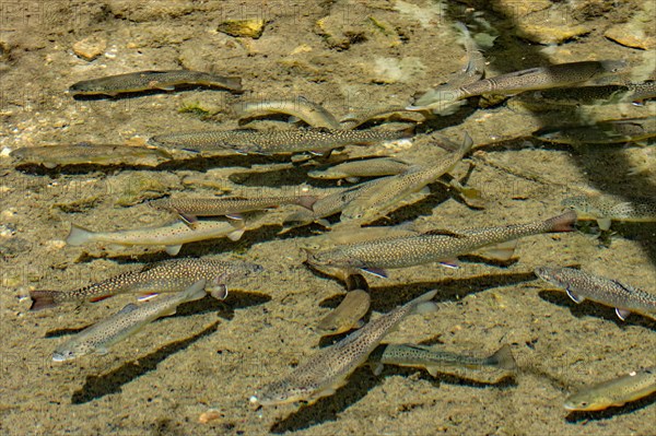 Brook Trouts (Salvelinus fontinalis) and brown trout (Salmo trutta fario)