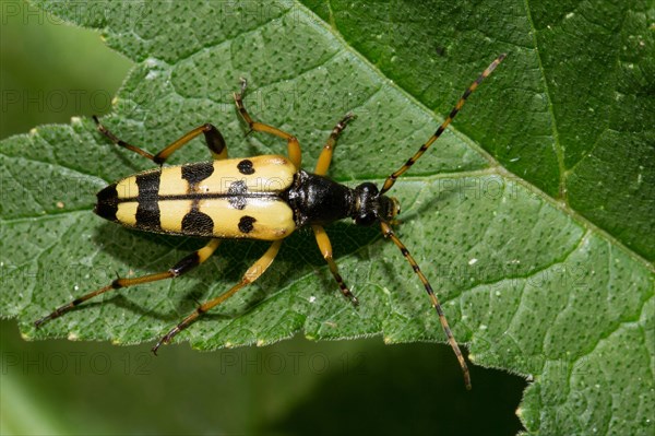 Spotted longhorn (Rutpela maculata)