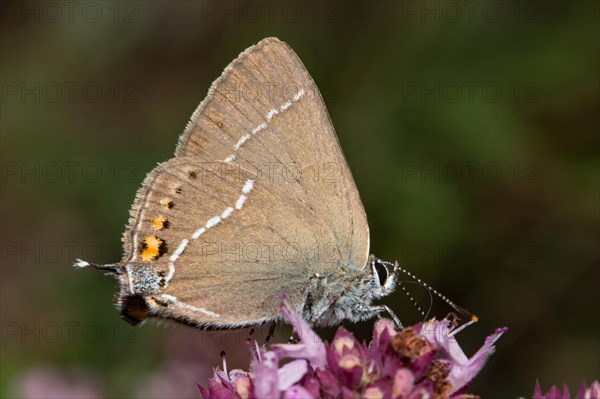 Blue spot hairstreaks (Satyrium spini)