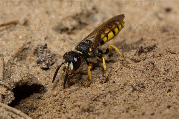 European beewolf (Philanthus triangulum)