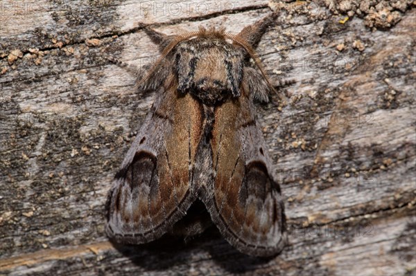 Pebble prominent (Notodonta ziczac)