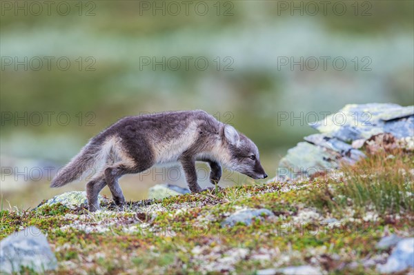 Arctic fox (Vulpes lagopus)