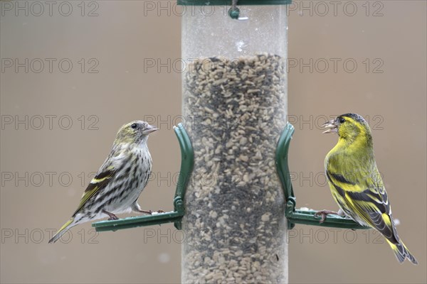 Eurasian siskins (Spinus spinus) male and female