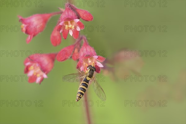 Long hoverfly (Sphaerophoria scripta)