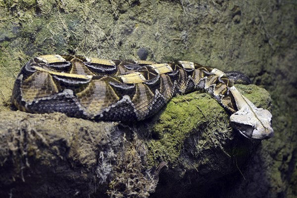 Western Gabon viper (Bitis gabonica rhinoceros)