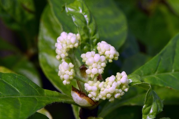 Gearderte ipecac (Psychotria nervosa) Occurrence Central America