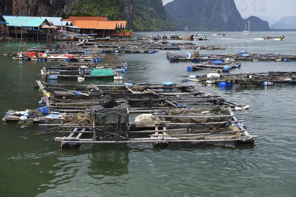 Caging facilities for live fish