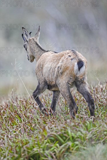 Chamois (Rupicapra rupicapra)