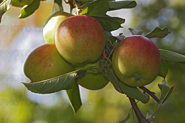 Apple on the apple tree