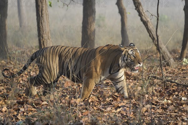 Male Bengal tiger (Panthera tigris tigris) walking in the forest