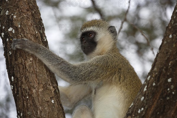 Southern vervet monkey (Chlorocebus pygerythrus)