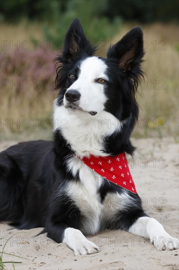 Border Collie