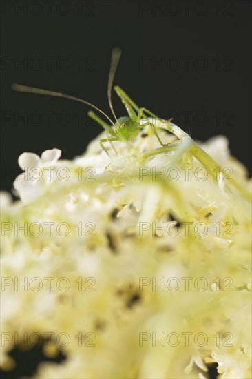 Speckled bush-cricket (Leptophyes punctatissima)