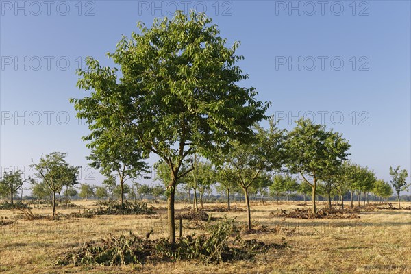 Apple trees (Malus)