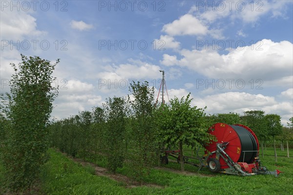 Hose cart in tree nursery