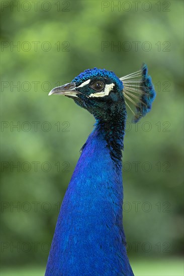 Indian peafowl (Pavo cristatus)