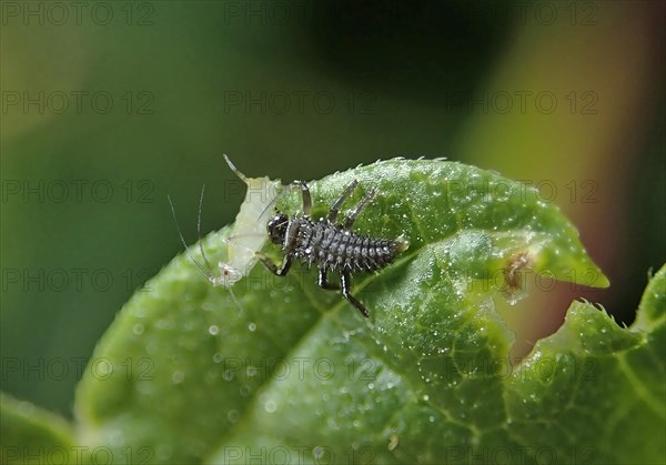 Ladybird (Coccinellidae)